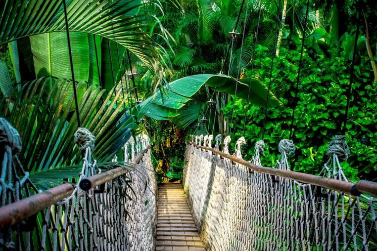 Pont suspendu en bois et cordages traversant une jungle dense de grandes feuilles tropicales d’un vert intense.