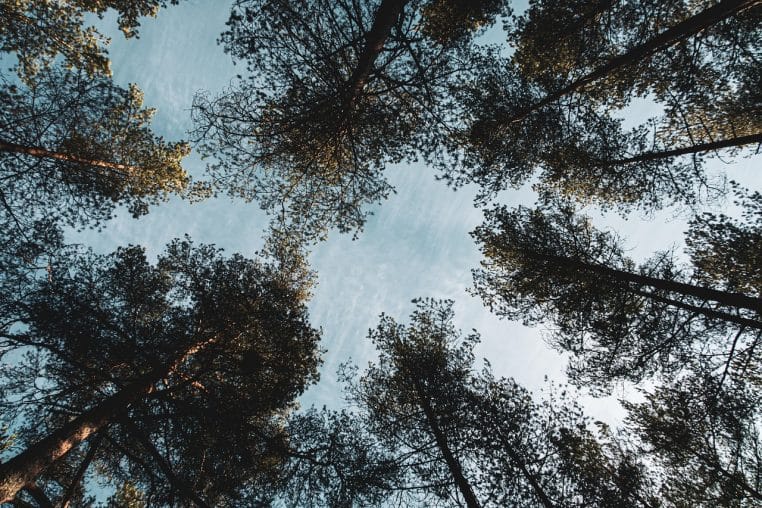 Cime des arbres d’une forêt finlandaise vue d’en bas, ciel clair entre les branches, impression d’immersion totale dans la nature nordique.