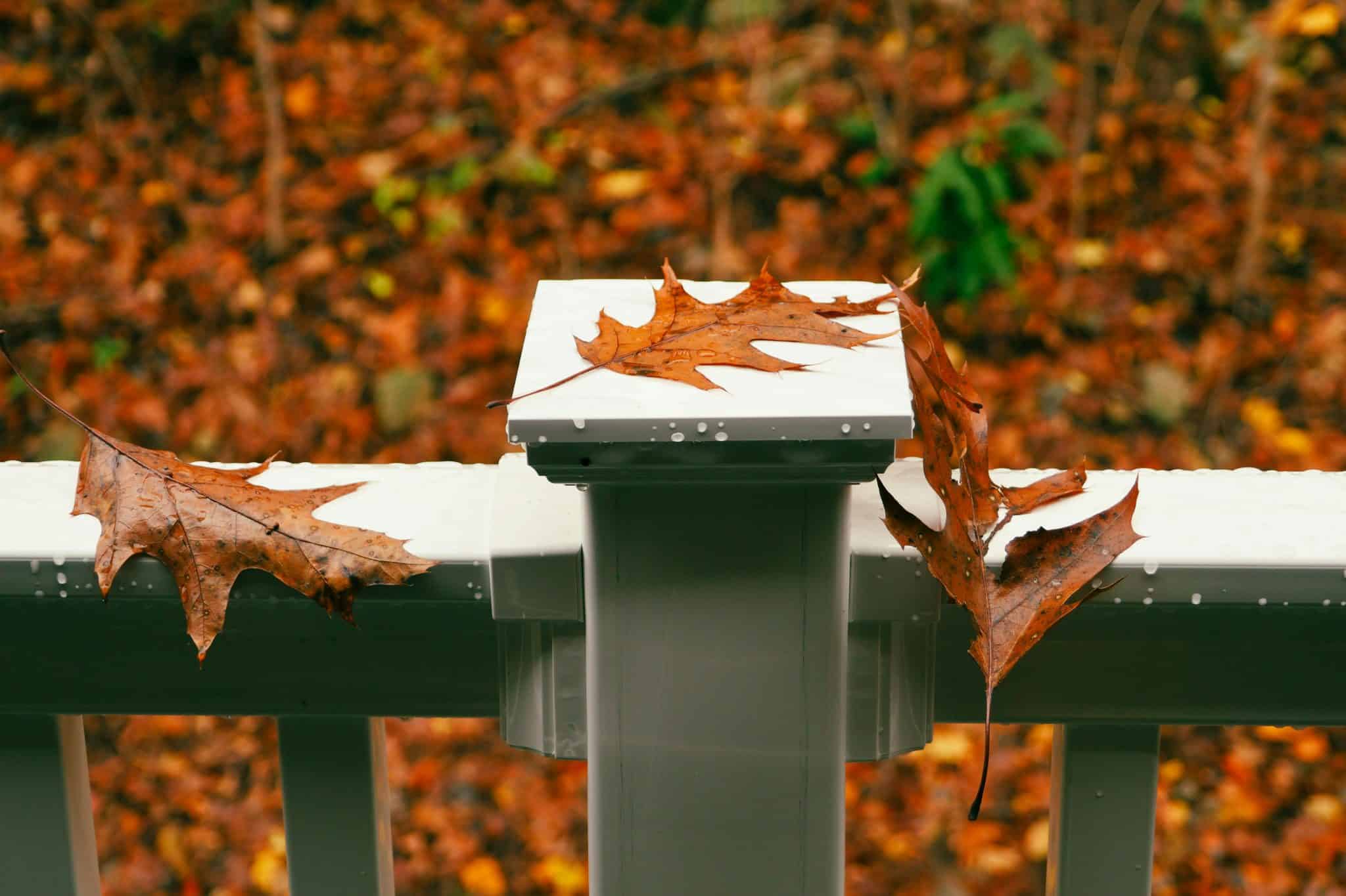 Les feuilles mortes en automne