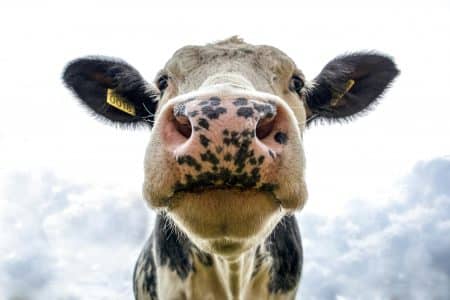 Les secrets derrière la viande de bœuf