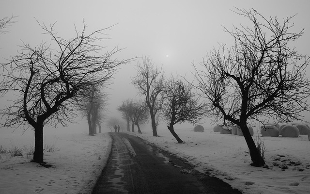 Chemin rural noyé dans le brouillard entre des arbres dénudés, sol recouvert de neige donnant une ambiance froide et silencieuse