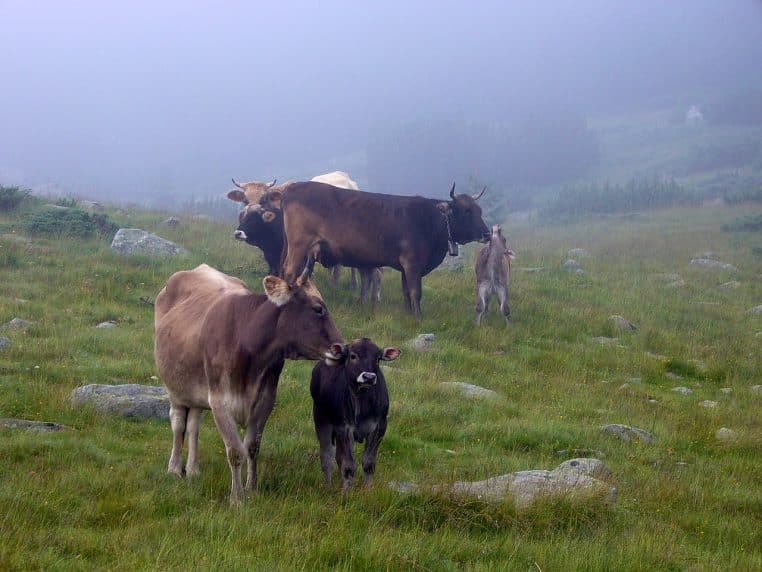 Troupeau de vaches broutant dans une prairie brumeuse du parc de Pirin, au milieu des rochers et d’une végétation humide de montagne
