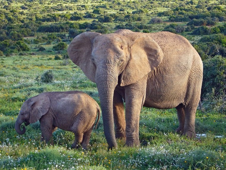 Plusieurs éléphants de savane regroupés dans une clairière, oreilles déployées, dans un parc d’Afrique australe.