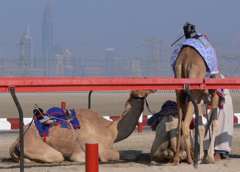 Chameaux équipés sur une piste, avec dispositif de jockey robot, scène de préparation avant l’effort.