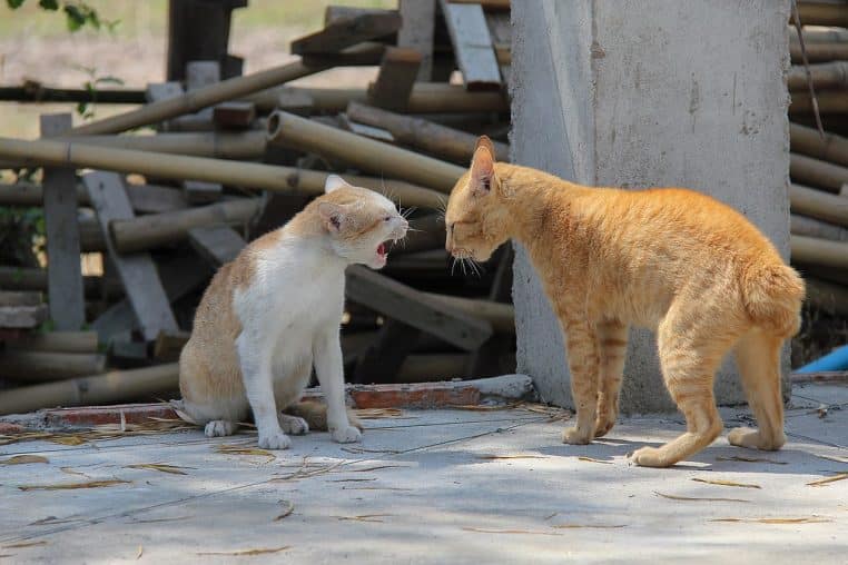 Deux chats se faisant face, l’un feule bouche ouverte, sur une terrasse en béton avec du bois en arrière-plan.