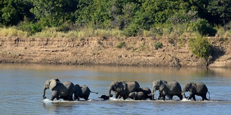 Un troupeau d’éléphants traverse une large rivière au parc national de South Luangwa, en Zambie, à l’aube.