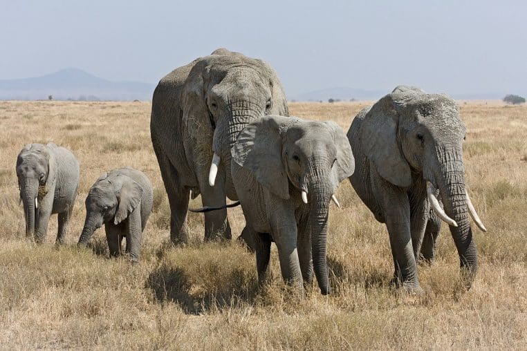 Un troupeau d’éléphants avance en file dans le Serengeti, poussière au sol, regard tourné vers l’objectif.