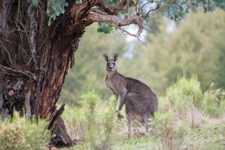 kangaroo, eastern grey kangaroo, animal, macropus giganteus, marsupial, macropod, mammal, herbivore, wildlife, nature, wild, fauna, wildlife photography