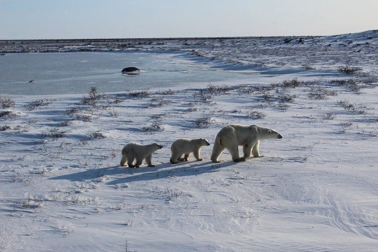 Une ourse polaire avance dans la neige suivie de deux oursons, paysage gelé près de Churchill au Canada.