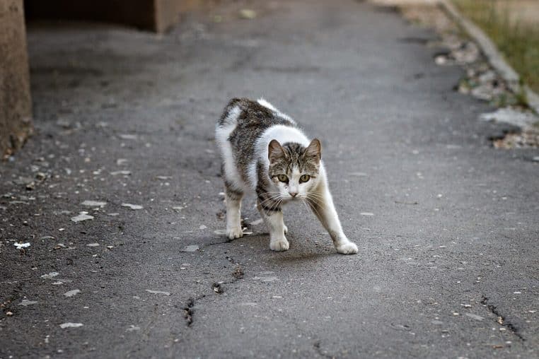 Chat tigré allongé sur une surface en béton dans la rue, détendu mais alerte, typique d’un animal vivant depuis longtemps à l’extérieur.