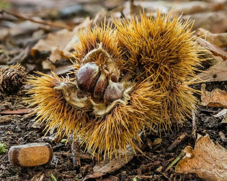 Châtaignes tombées au sol dans leur enveloppe épineuse, photographiées en sous-bois pour illustrer ce fruit d’automne méconnu pour le cholestérol.