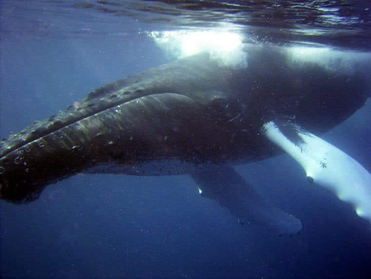 Baleine à bosse curieuse approchant un plongeur, scène sous-marine nette avec bulles et lumière bleue.