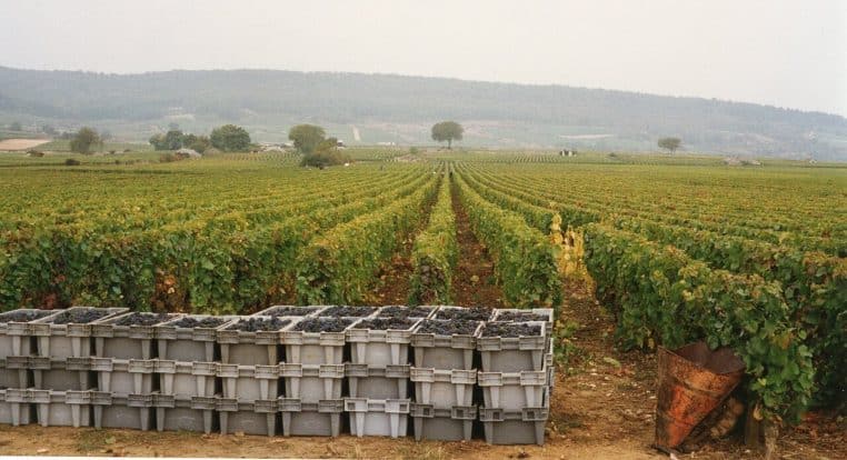 Caisses de raisins fraîchement récoltés posées dans les vignes, scène de vendanges en lumière naturelle, horizontal.