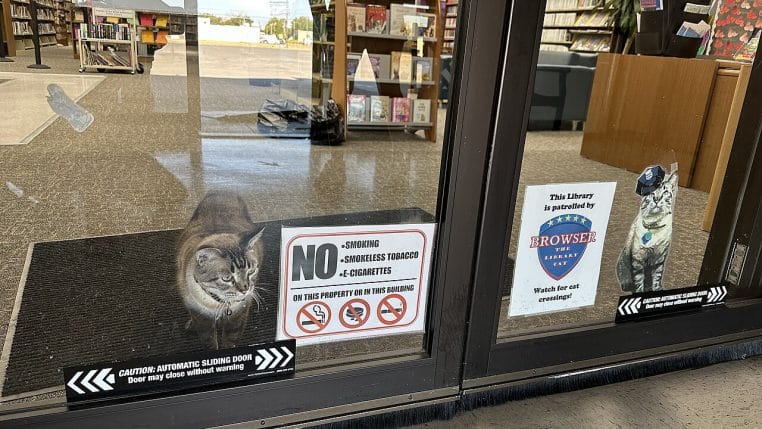 Chat tigré à l’intérieur d’une bibliothèque, observant la rue à travers une porte vitrée, à côté d’affiches annonçant sa présence dans les lieux.
