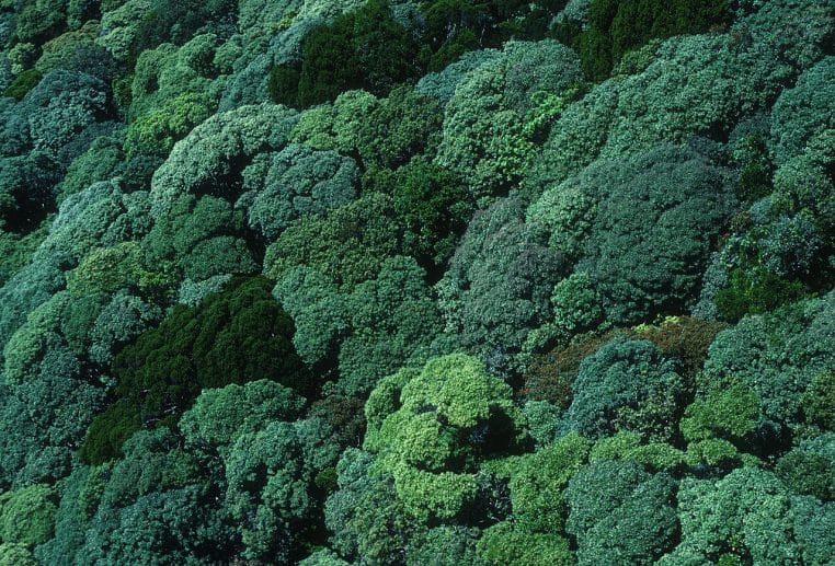 Vue aérienne d’une canopée tropicale dense, feuillage vert continu, atmosphère d’exploration et de monde luxuriant