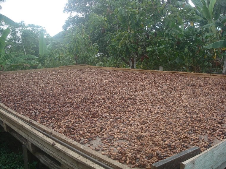 Fèves de cacao en séchage à l’air libre, étalées en couche régulière sur une grande surface plane
