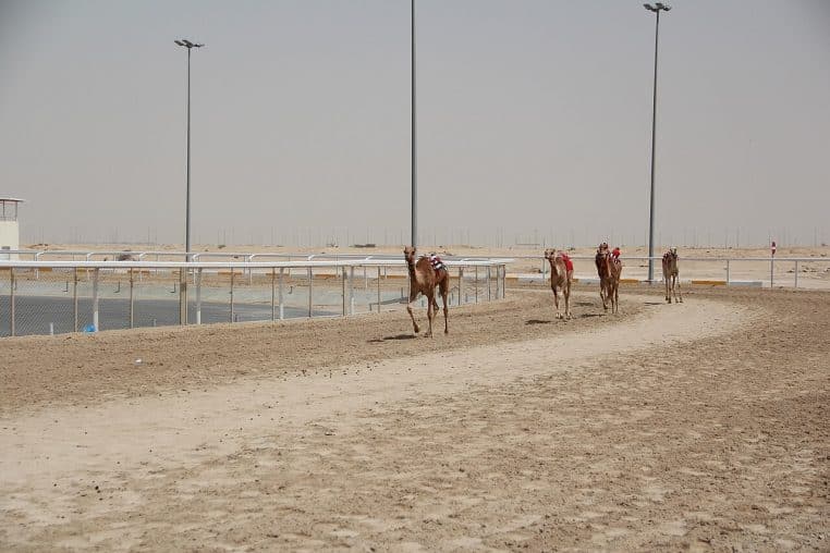 Chameaux en course sur un hippodrome désertique, piste longue et tribunes au loin, atmosphère aride.