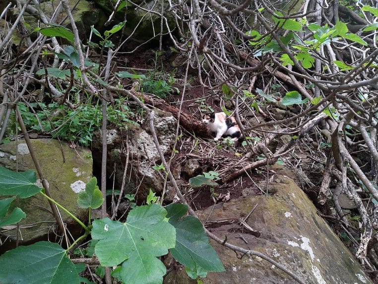 Chat tricolore en extérieur, bouche ouverte comme s’il miaulait, au milieu de rochers et de branches sur un sentier.
