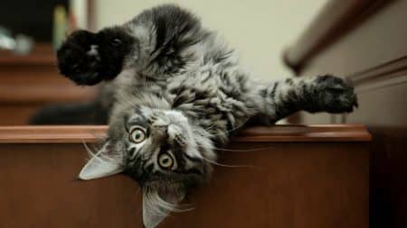 Chat Rencontre Voisine
