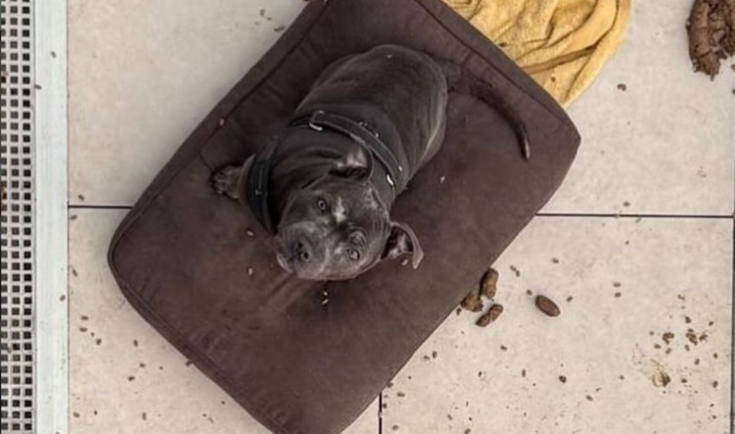 Chien Ruby sauvetage Seine-Saint-Denis