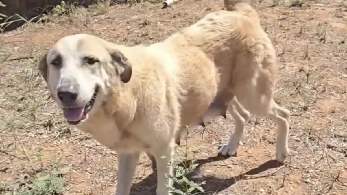 Chienne Nourrit Petits