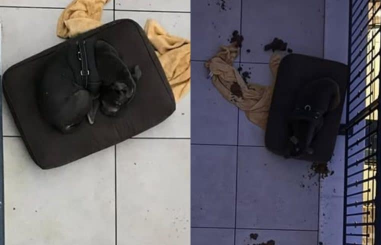 Chien Ruby sauvetage Seine-Saint-Denis