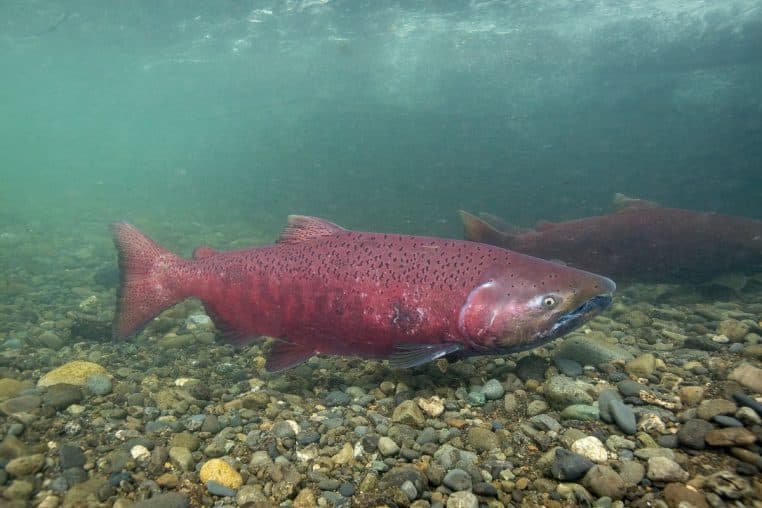 Un saumon Chinook nage près du fond, visible en plan rapproché sous une eau claire, sur un lit de galets arrondis.