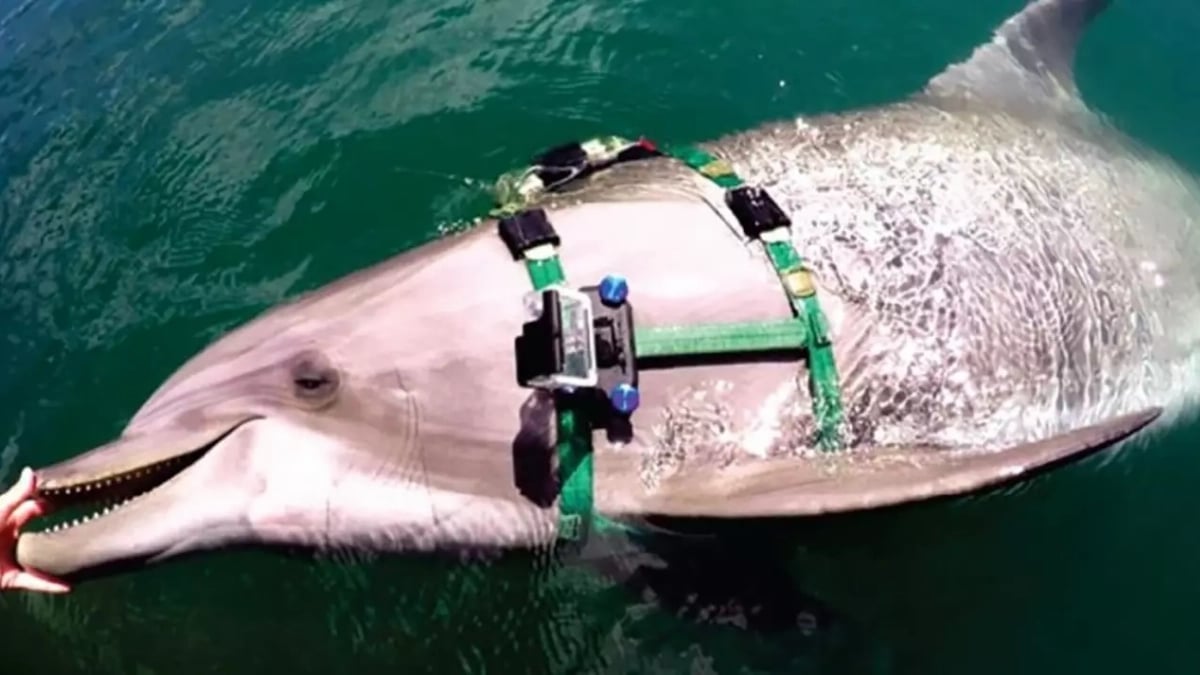 Dauphins Camera Nutrition