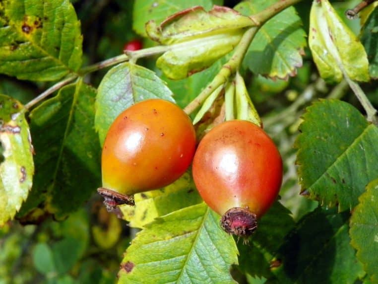 Gros plan sur deux cynorhodons orangés sur un rosier sauvage, avec feuillage net, cadrage horizontal