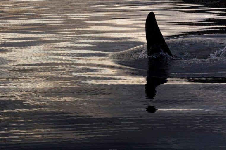 L’aileron dorsal d’une orque fend l’eau près de Vancouver Island, révélant la puissance du prédateur dans un clapotis doré.