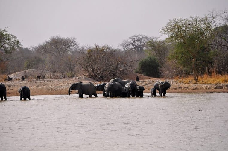 Troupeau d’éléphants de savane près d’une mare du parc de la Pendjari au Bénin, lumière chaude de fin de journée.