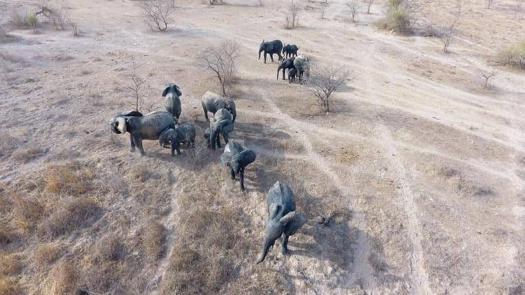Vue aérienne d’un groupe d’éléphants autour d’une mare, parc de la Pendjari au Bénin, paysage de savane.