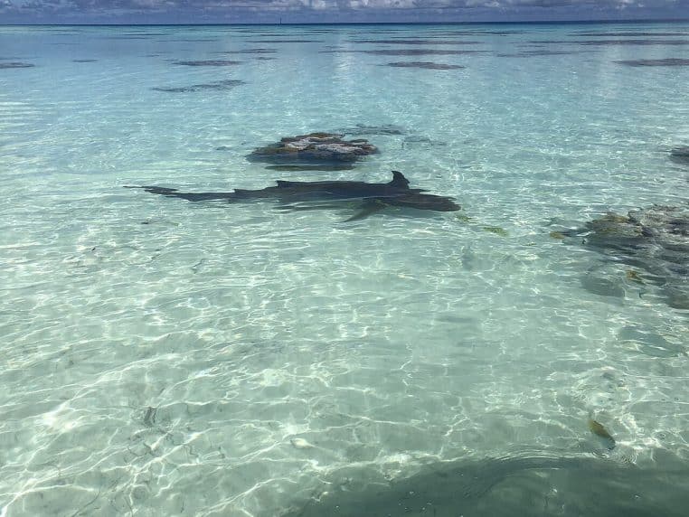Requin au repos sur le fond marin à Fakarava, ambiance sous-marine claire, cadrage horizontal.