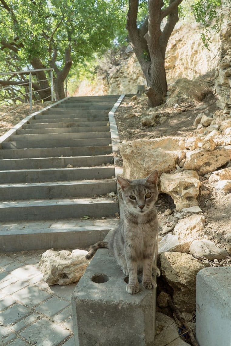 Chat errant assis sur des marches en pierre en Crimée, pelage clair et regard direct vers l’appareil photo, dans un décor urbain simple.