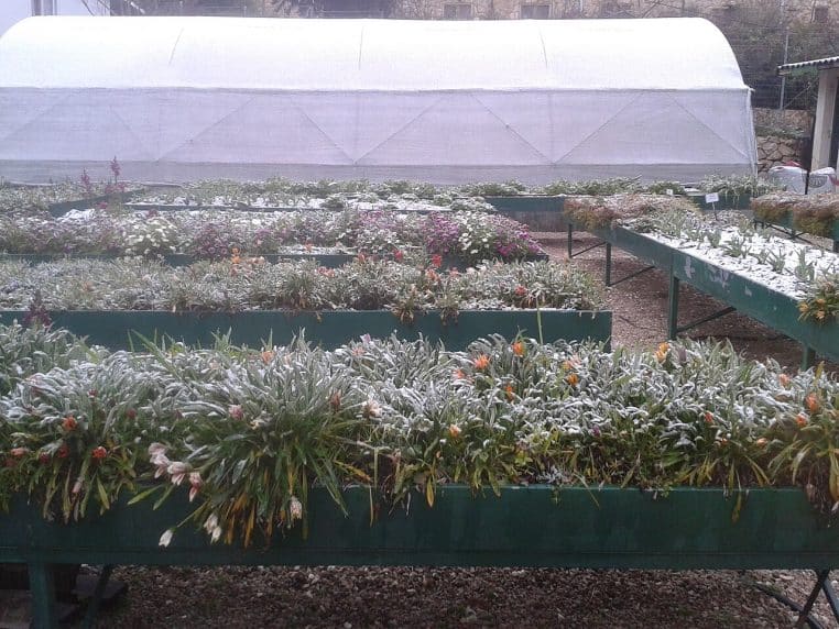 Fleurs d’un jardin recouvertes de givre dans un espace éducatif, montrant la fragilité des plantations face aux premières gelées hivernales.