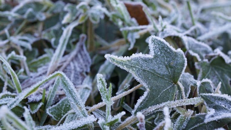 Feuillage du jardin recouvert de givre en hiver, illustrant le risque pour les jeunes pousses fragiles