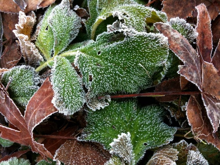 Feuilles du jardin couvertes de givre en hiver, détail de cristaux formés sur une surface végétale froide
