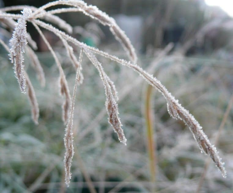 Herbes de jardin couvertes de givre blanc un matin de décembre, montrant l’impact visuel et réel du gel sur la végétation.