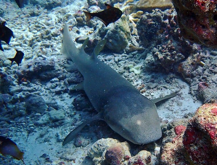 Requin nourrice immobile sur le fond rocheux d’un récif de l’atoll de Baa aux Maldives, entouré de petits poissons de récif.