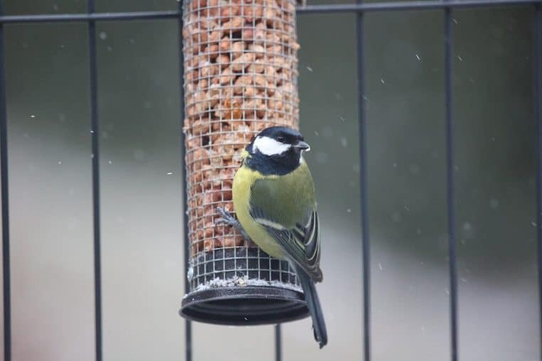 Une mésange charbonnière sur une mangeoire, picorant des cacahuètes dans un jardin en plein hiver.