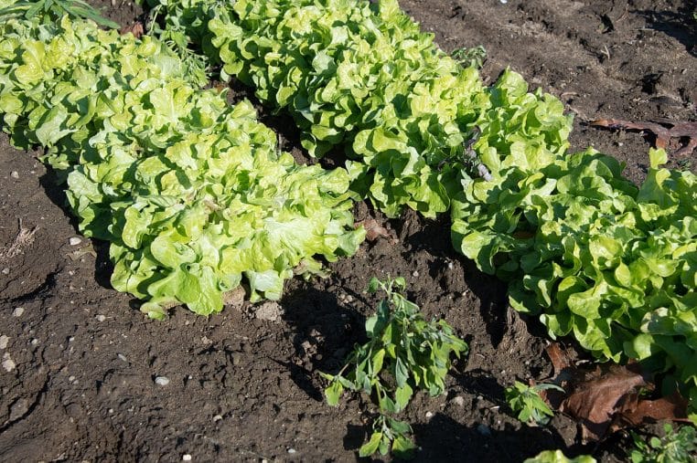 Laitue verte au potager après une nuit de gel, montrant des feuilles marquées et le stress du froid matinal