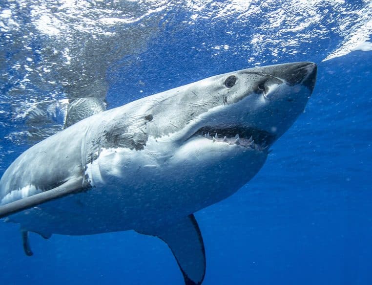 Grand requin blanc de profil sous l’eau bleue, gueule entrouverte, lumière de surface et bulles visibles