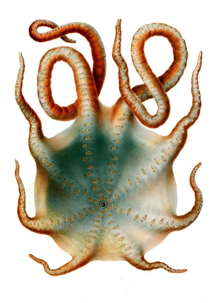 Gravure ancienne en noir et blanc montrant un Haliphron atlanticus aux bras étalés, vue scientifique détaillée du corps et des tentacules.