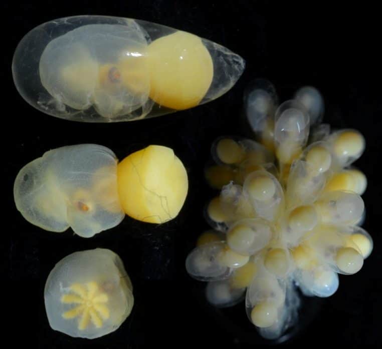Image scientifique représentant la grappe d’œufs et les embryons de Haliphron atlanticus, photographiés en gros plan dans un milieu aquatique.