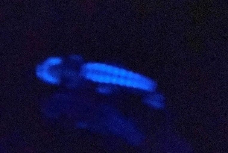 Vue ventrale d’un poisson des grands fonds montrant une rangée de photophores bleus, typiques de la bioluminescence utilisée pour se camoufler dans l’obscurité.