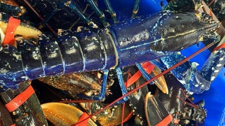 Homards Livraison Vol