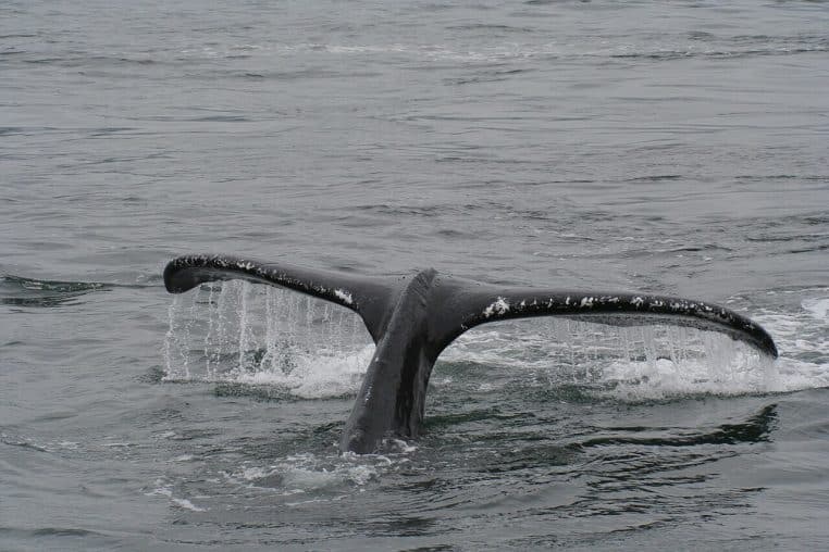 Lagon de Muri à Rarotonga (îles Cook), eau turquoise et reliefs au loin, conditions typiques d’observation en mer.