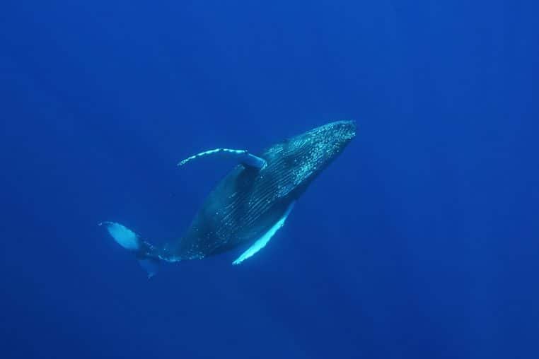 Baleine à bosse photographiée sous l’eau, vue de profil, nageoires déployées dans une mer claire.