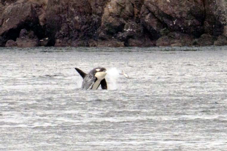 Une orque surgit près de la surface avec un poisson visible à proximité, dans une mer grise au pied d’une côte rocheuse.