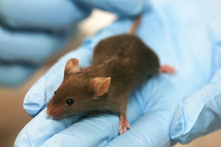 Souris de laboratoire tenue avec des gants bleus, photo en intérieur illustrant la recherche biomédicale.
